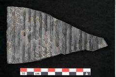 Foto (Detailansicht) von Sigillaria elongata Brongniart (NHMW-GEO-2024-0188-11059)